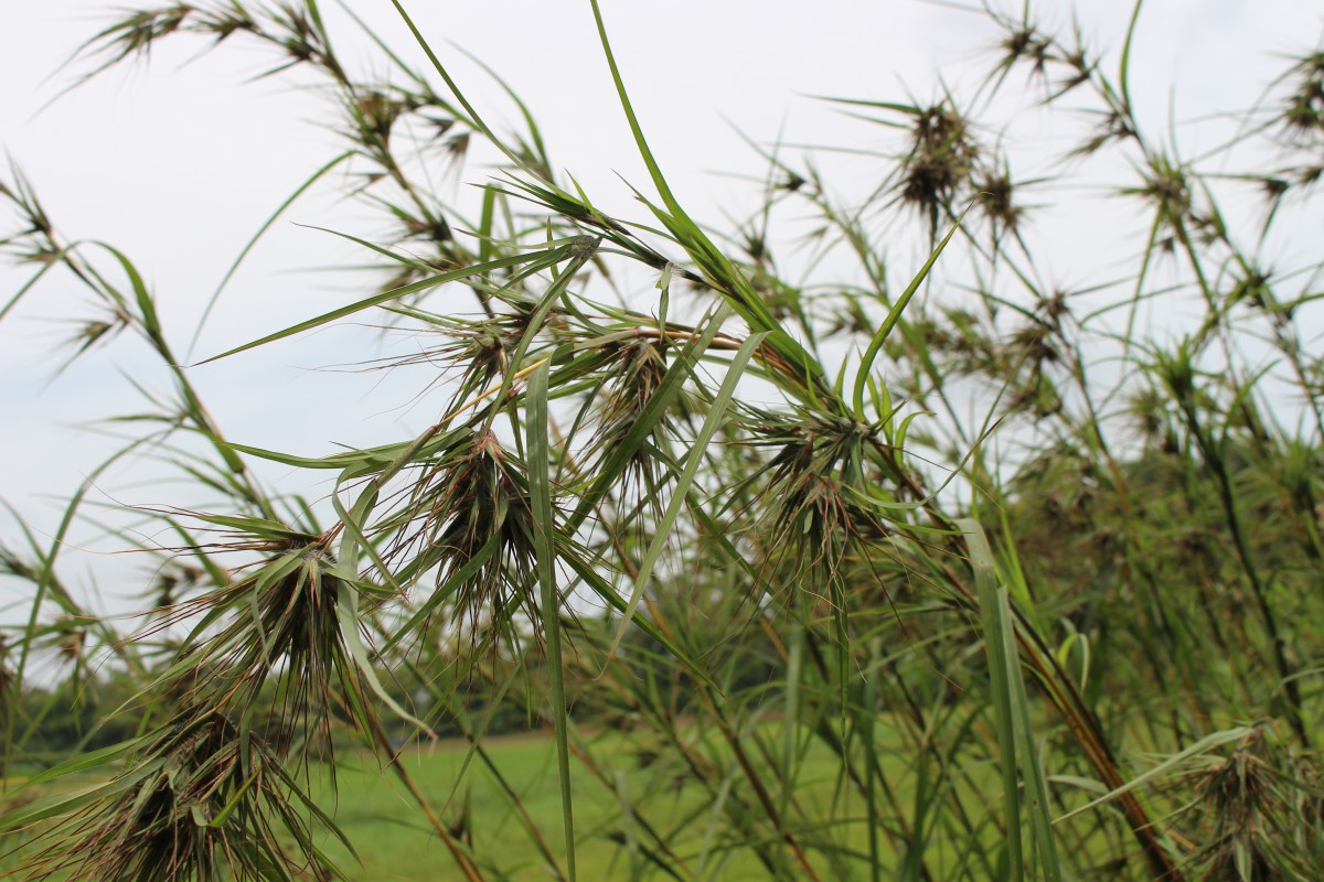 Themeda tremula (Nees ex Steud.) Hack.